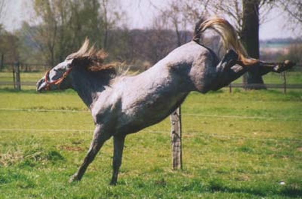 Pferd (Bandurria) auf der Weide